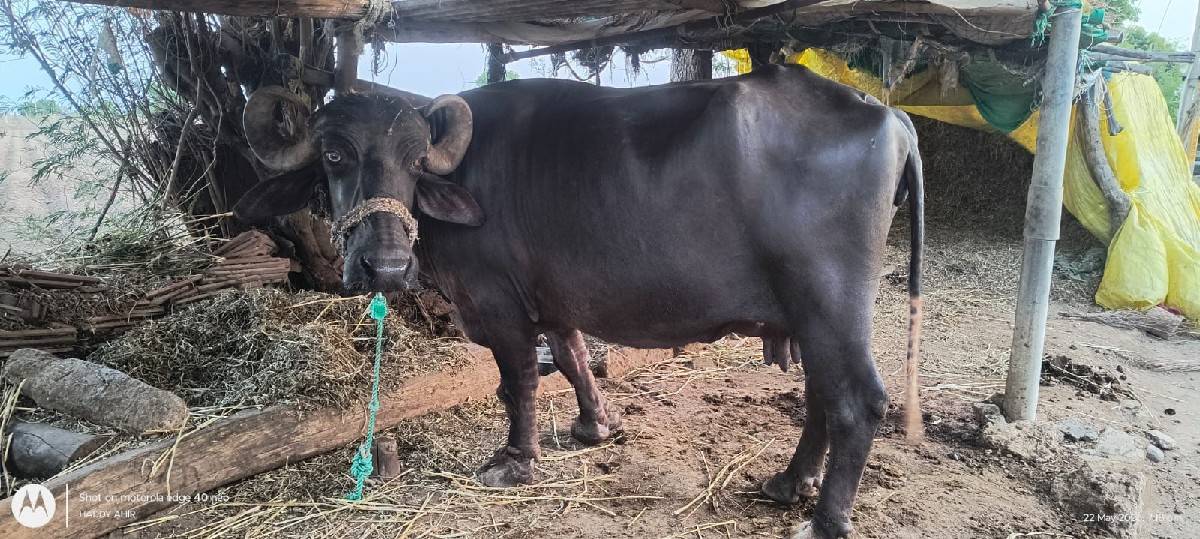 ભેંશ વેચવાની છે
