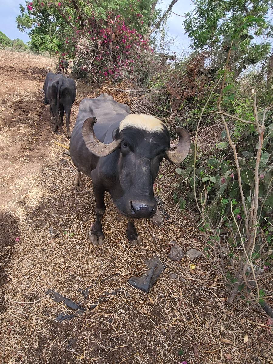 ભેંસ વેચવાની છે