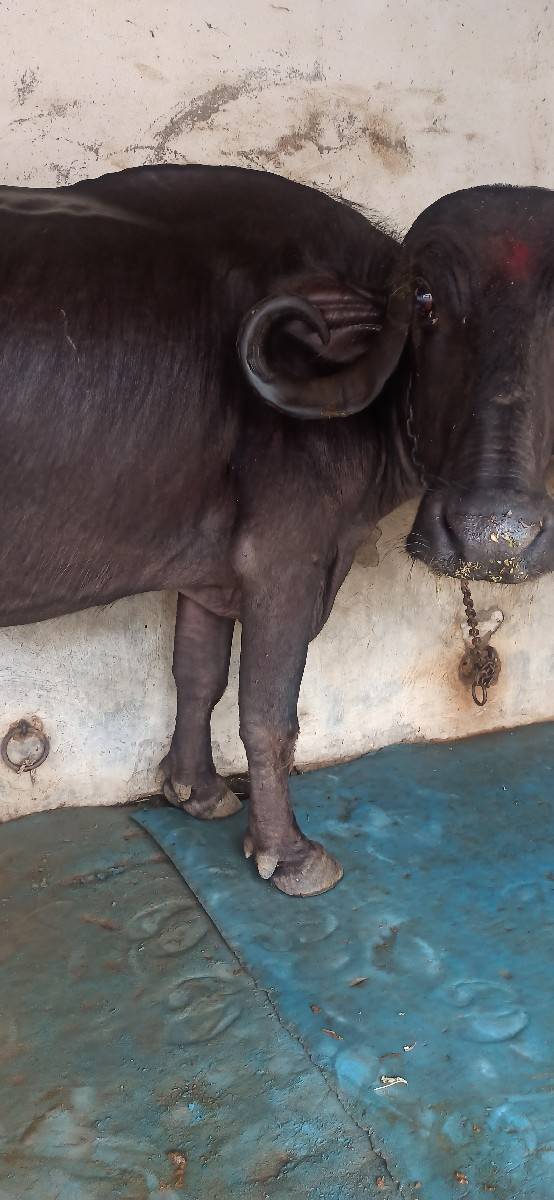 ભેંસ વેચવાની છે