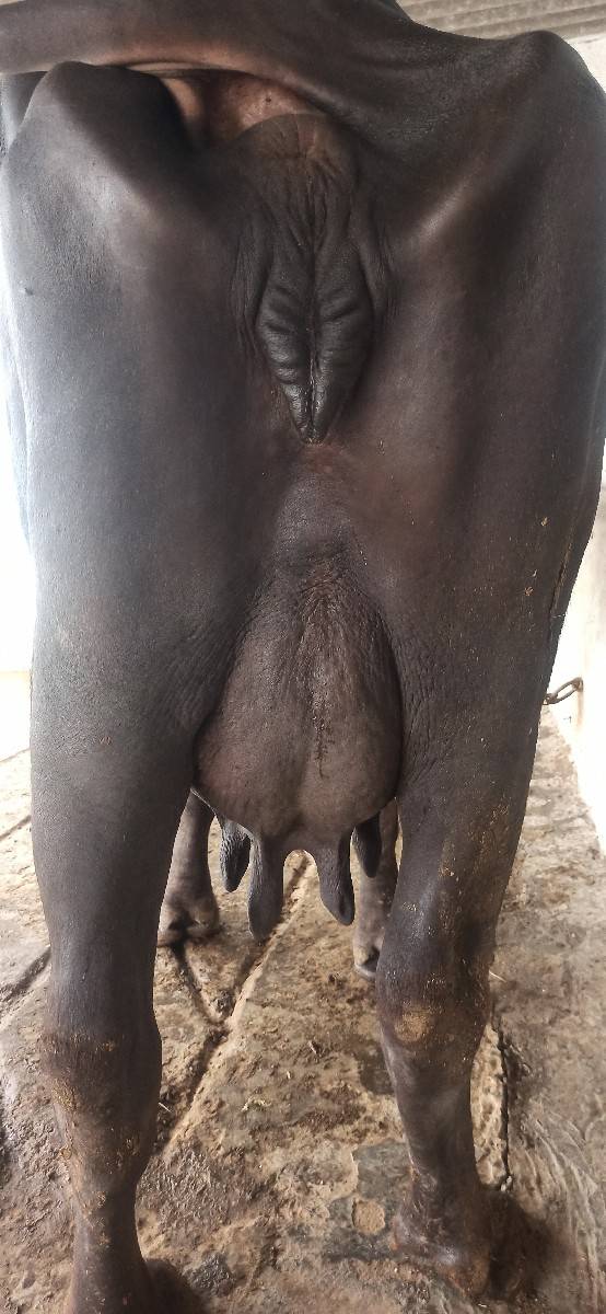 ભેંસ વેચવાની છે