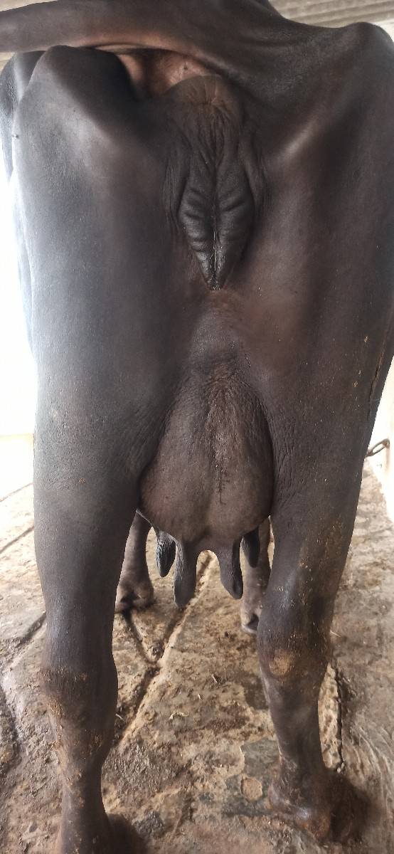 ભેંસ વેચવાની છે