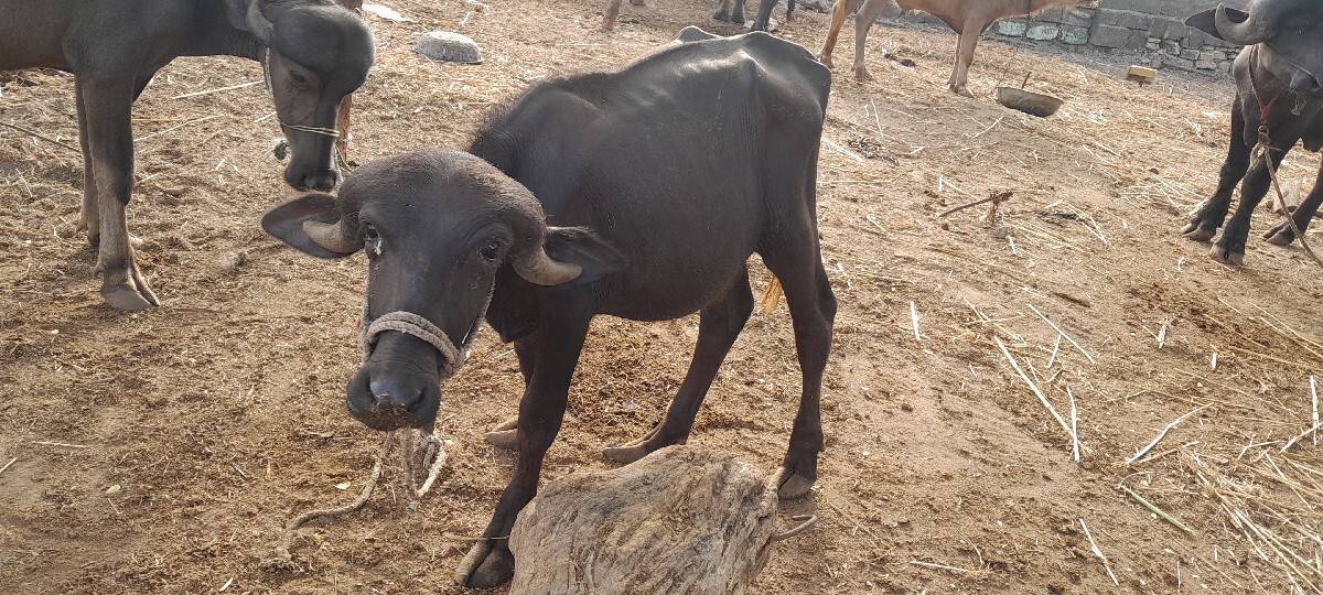 પાડો વેશવાનો છે