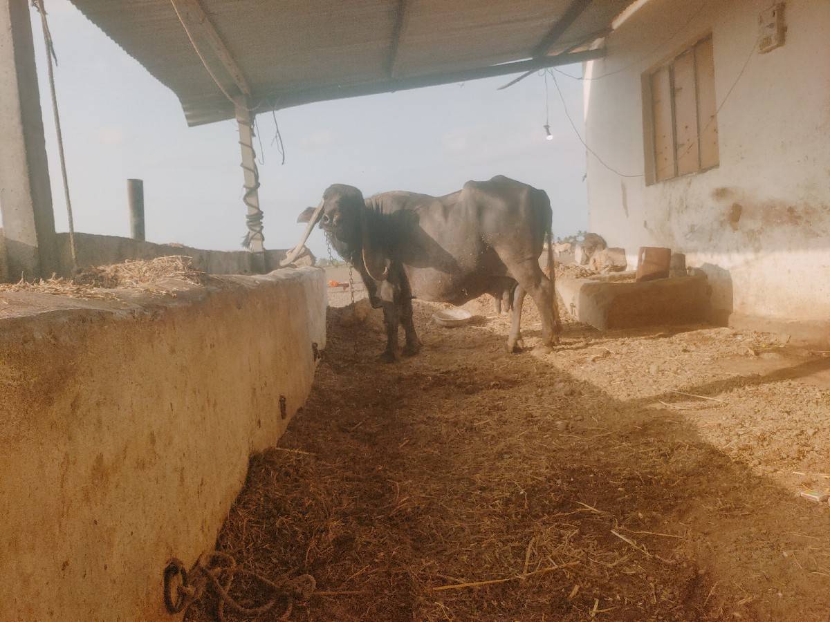 ભેંસ વેચવાની છે