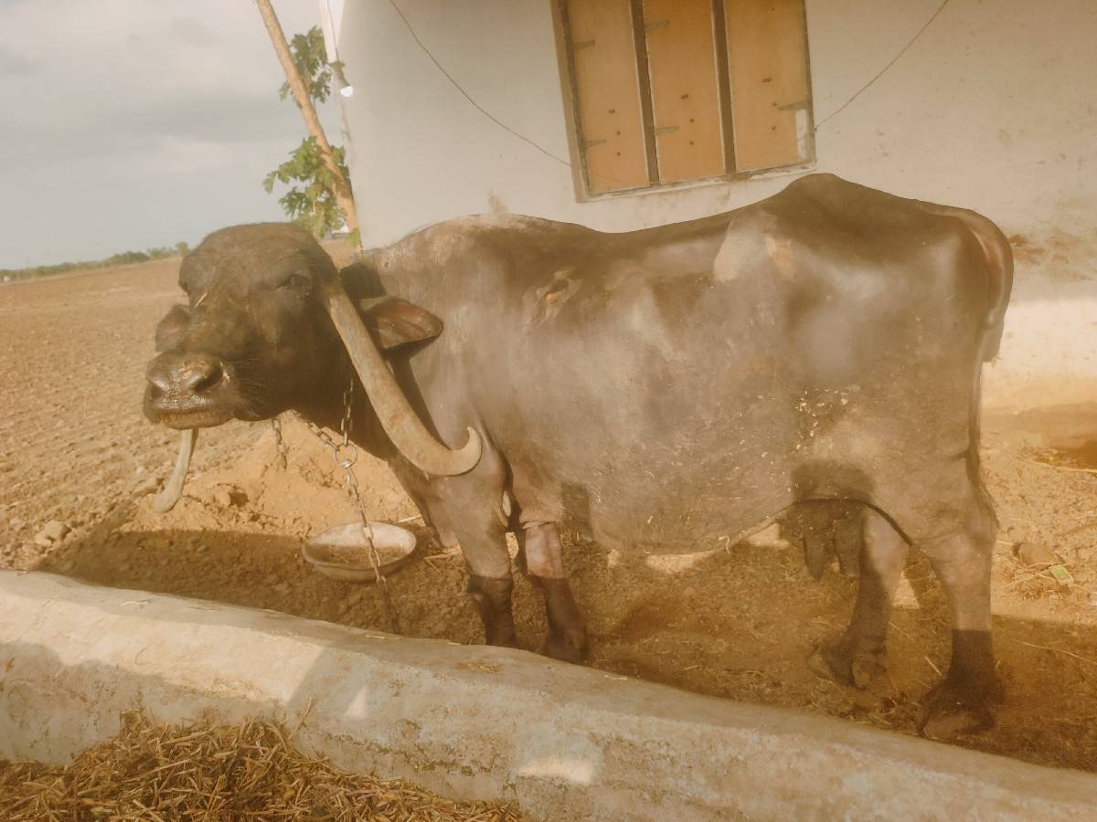 ભેંસ વેચવાની છે