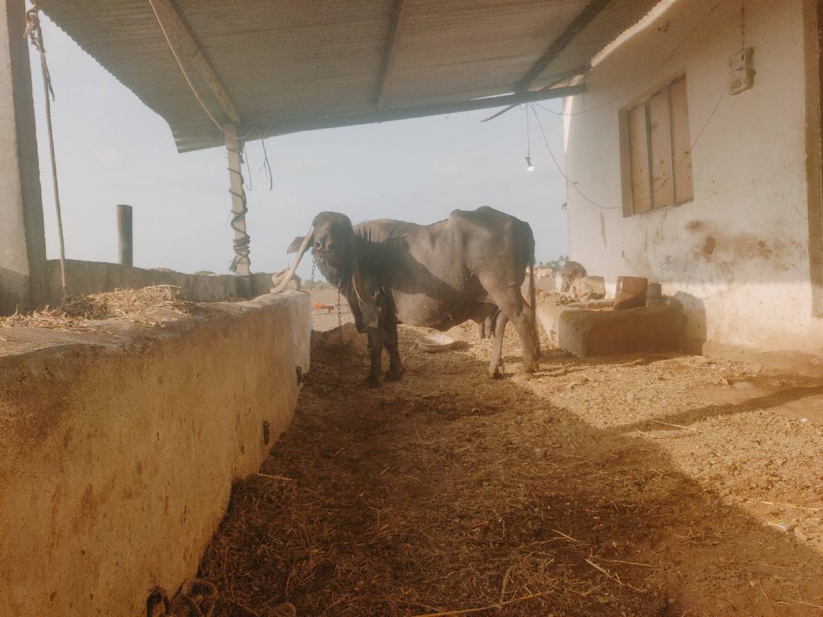ભેંસ વેચવાની છે