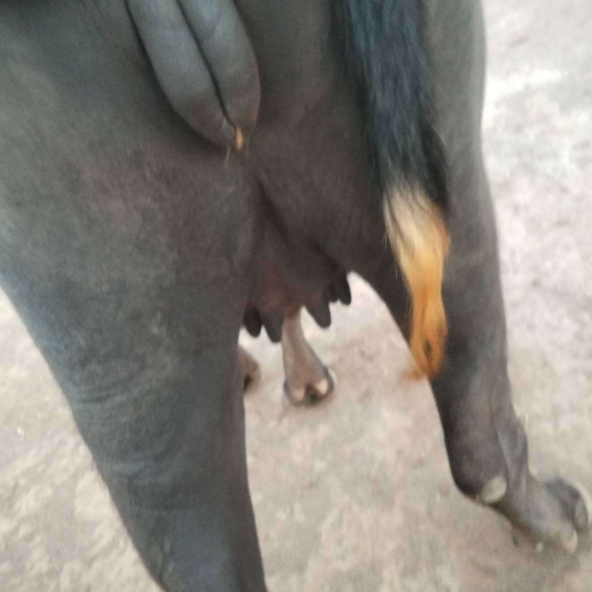 ભીંડા ગામ
