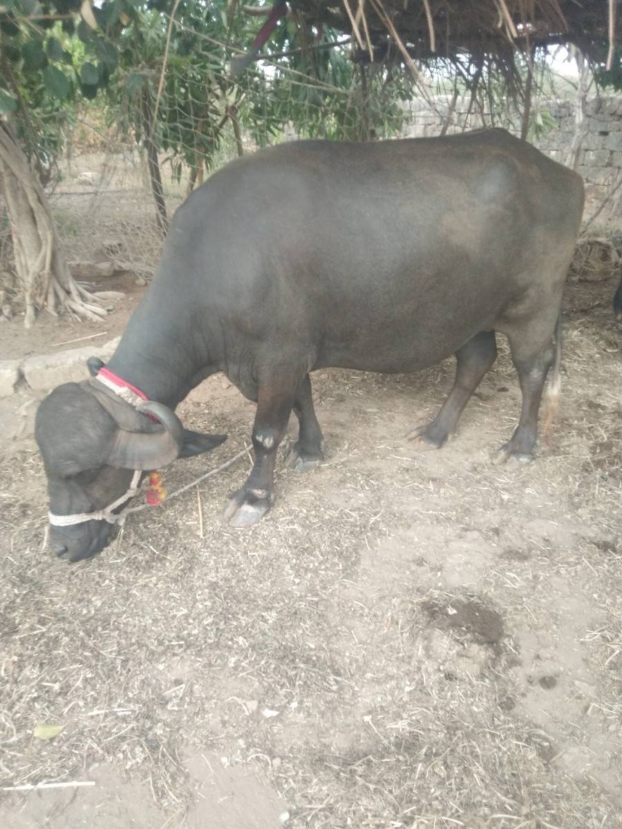 ભીંડા ગામ