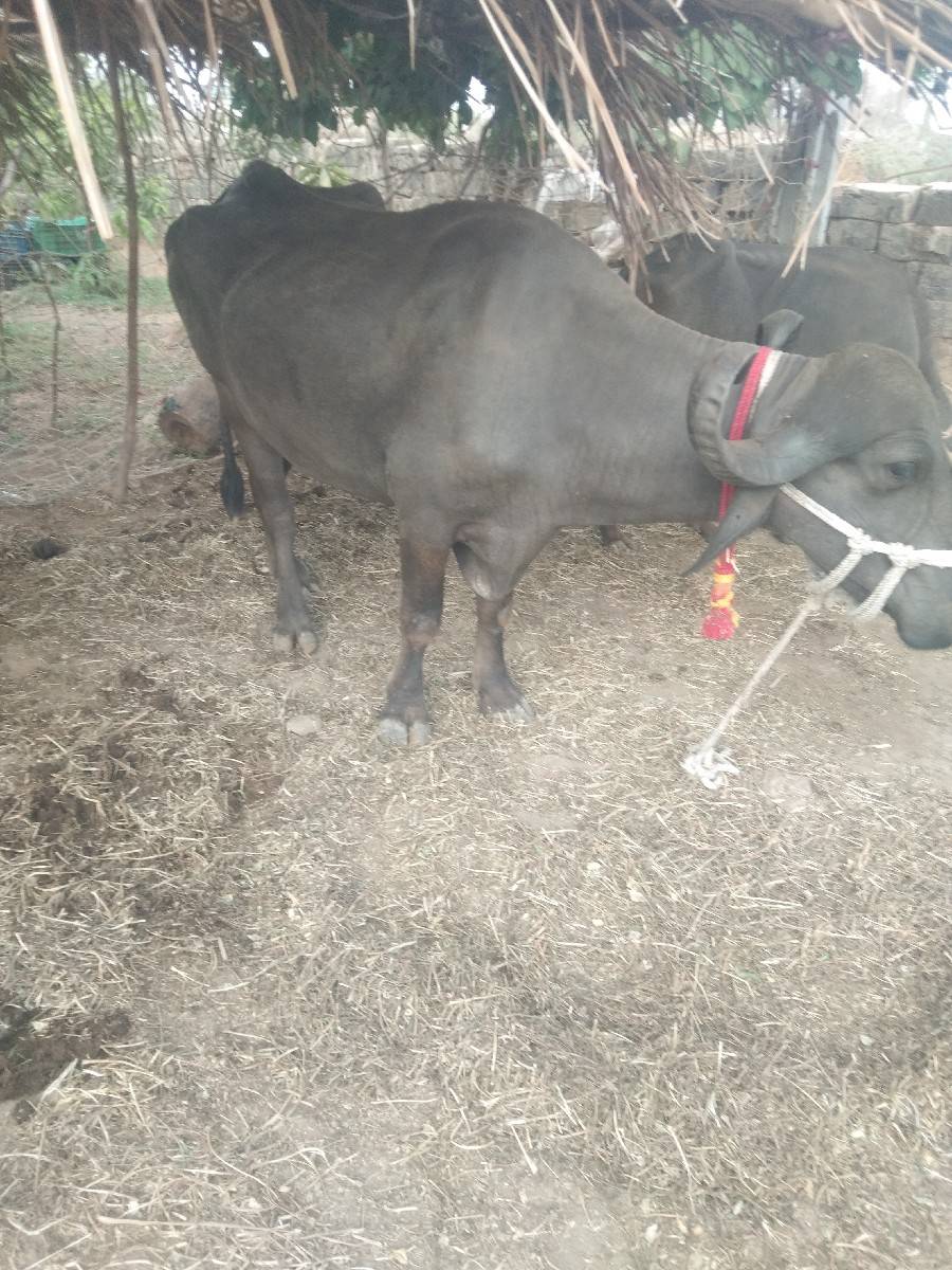 ભીંડા ગામ