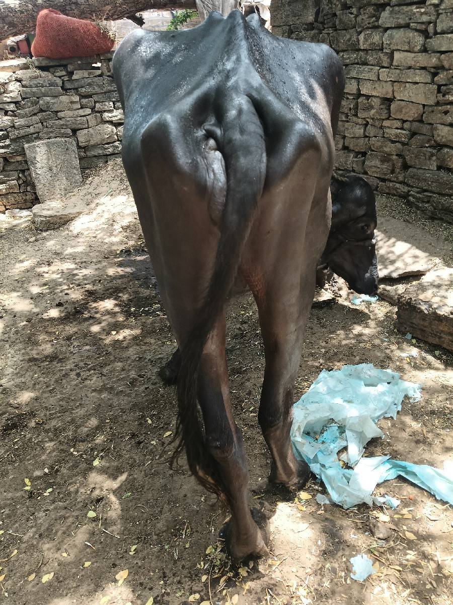 ખડેલી વેશવાની છે
