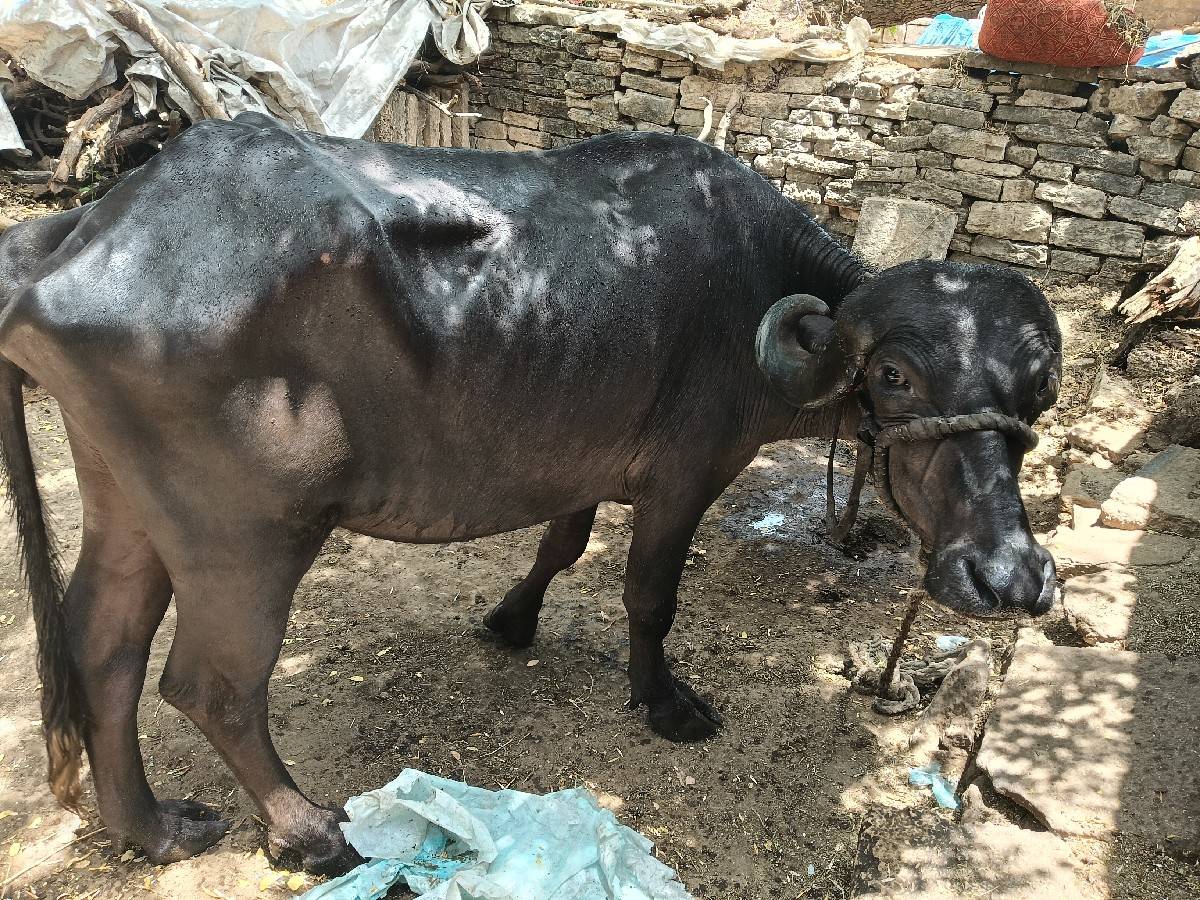 ખડેલી વેશવાની છે