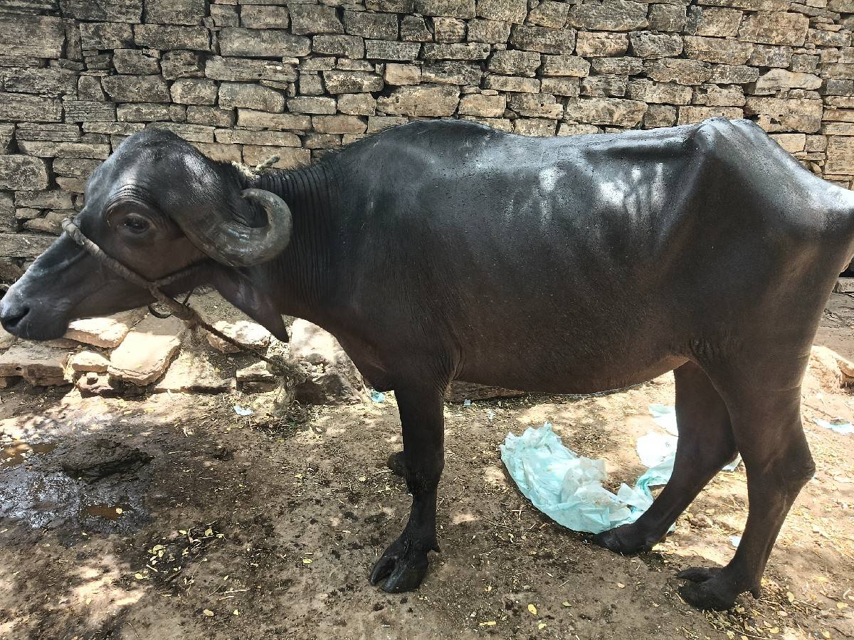 ખડેલી વેશવાની છે