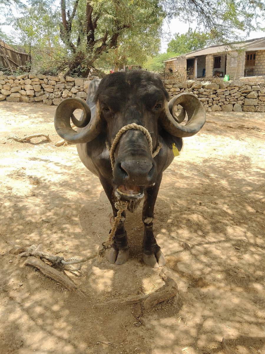દિલીપ હરણ