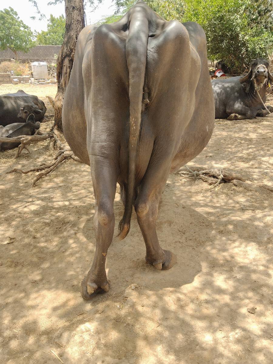 દિલીપ હરણ
