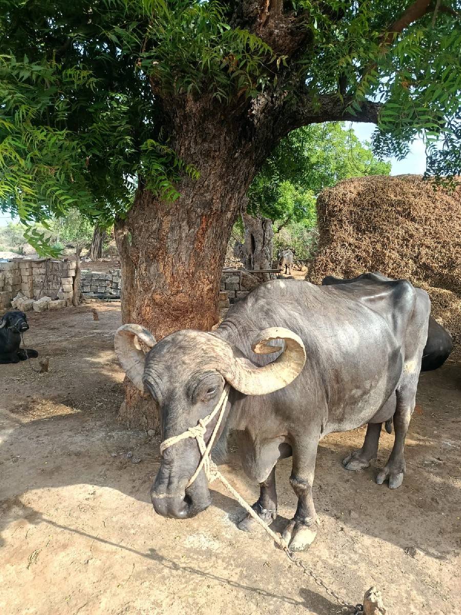 ભેંસ વેચવાની 968735461