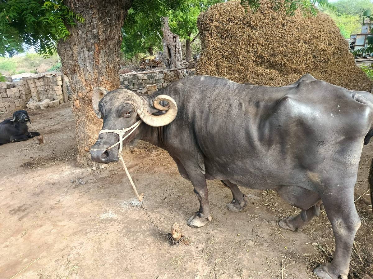 ભેંસ વેચવાની 968735461