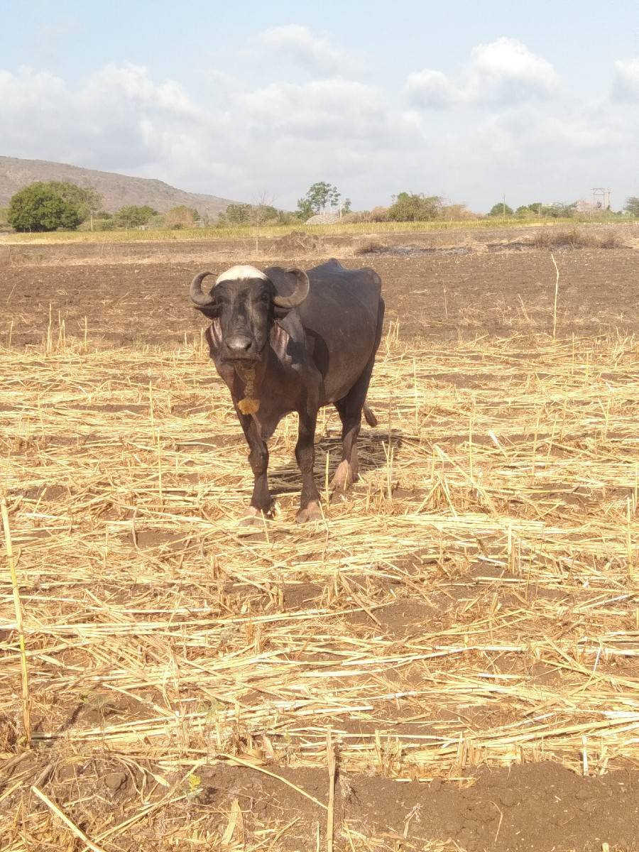 વેશવા ની સે