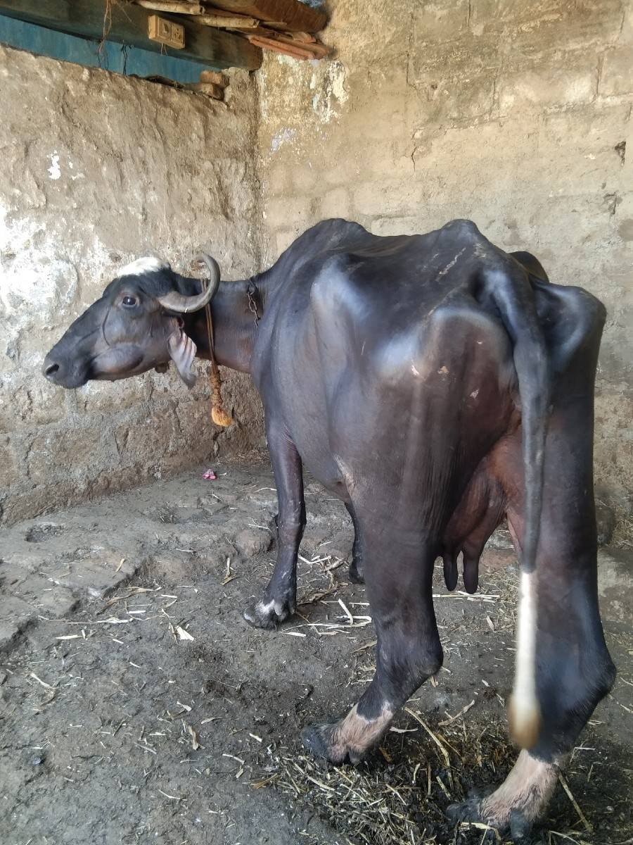 વેશવા ની સે