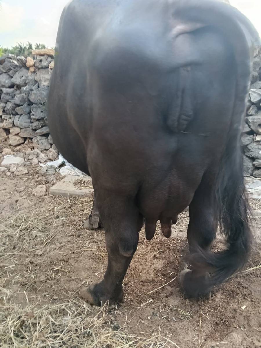 આભેંસ વેચવાની છે