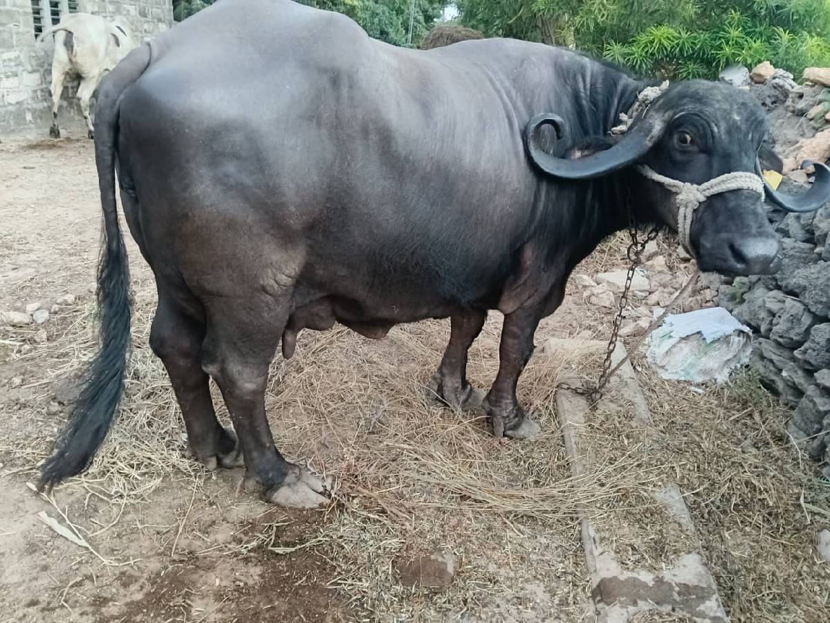 આભેંસ વેચવાની છે