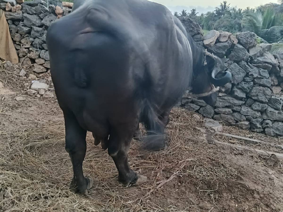 આભેંસ વેચવાની છે