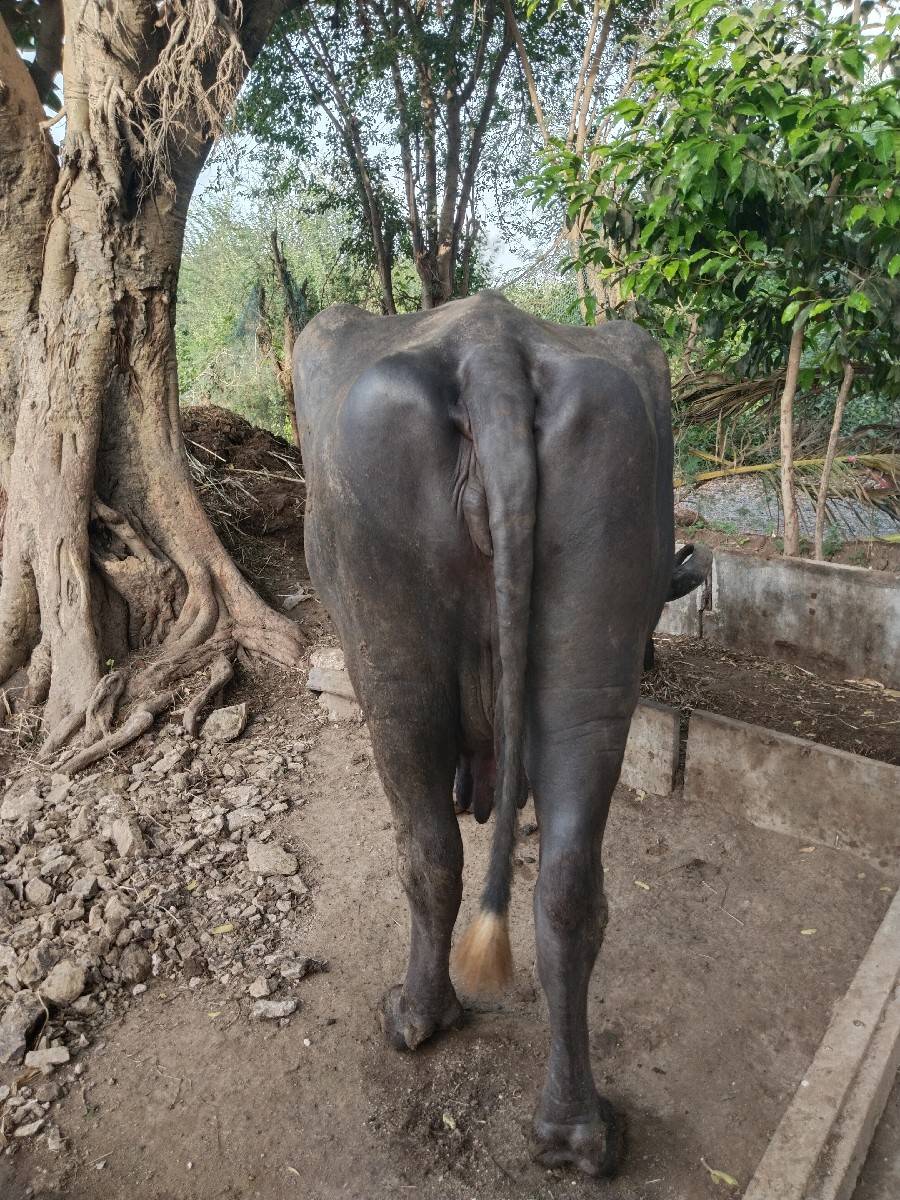 ભેંસ વેચવાની છે