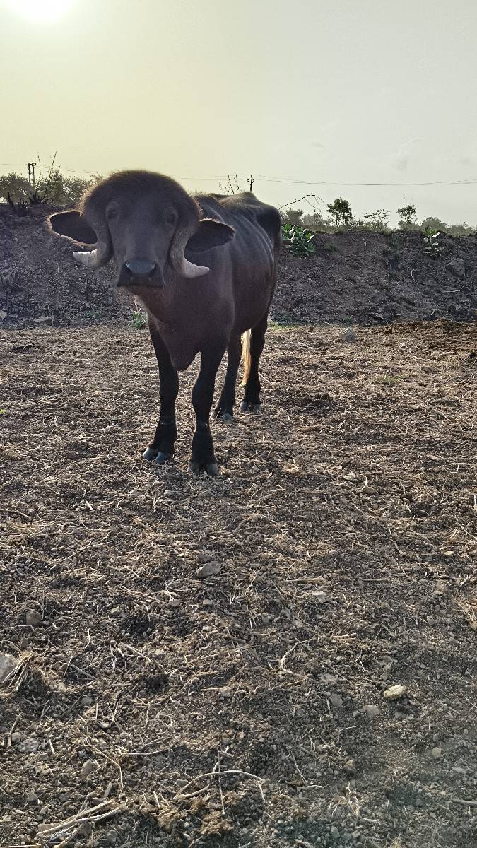 પાડો વેચવાનો છે