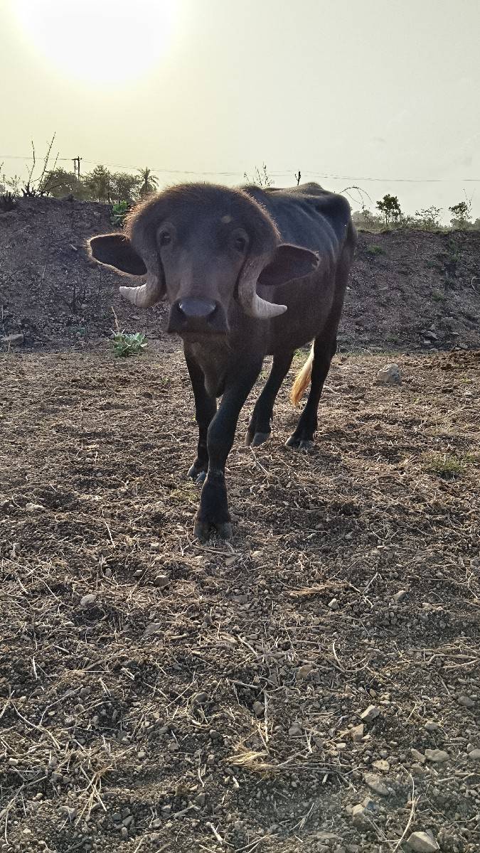પાડો વેચવાનો છે
