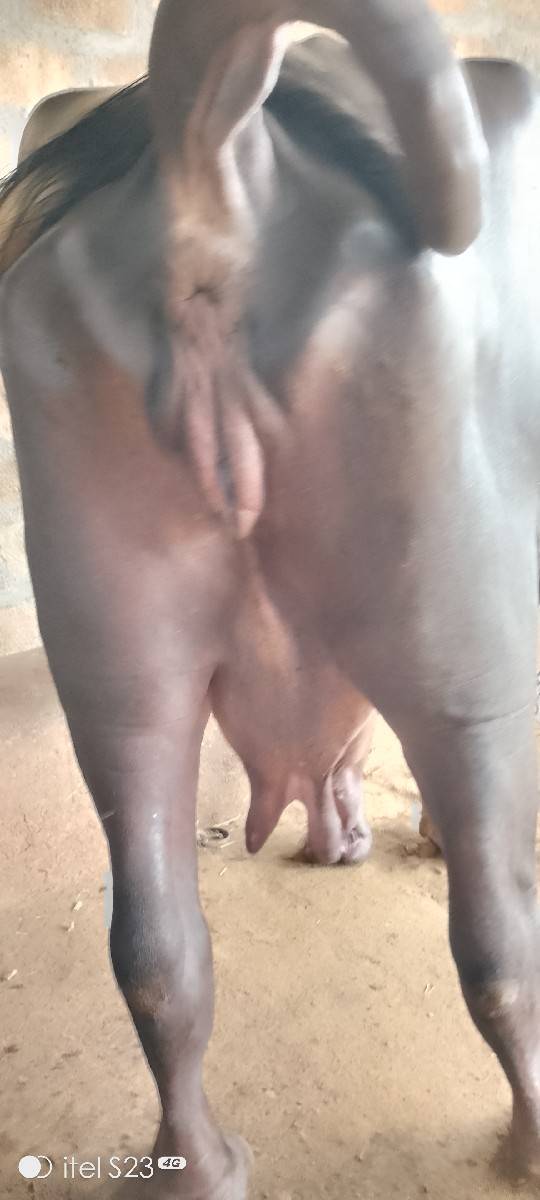 ભેંસ વેચવાની છે