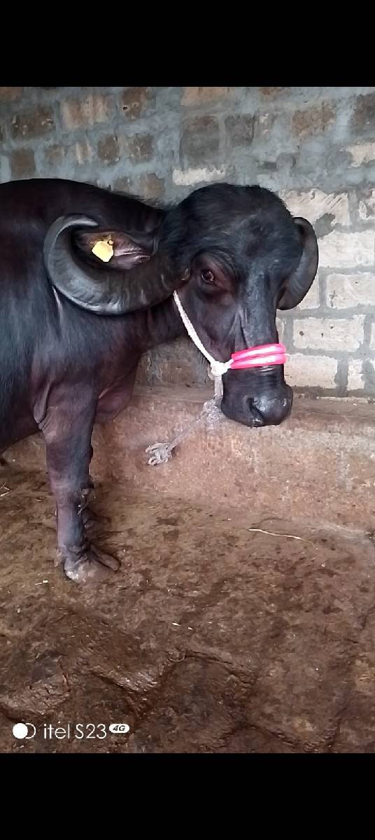 ભેંસ વેચવાની છે