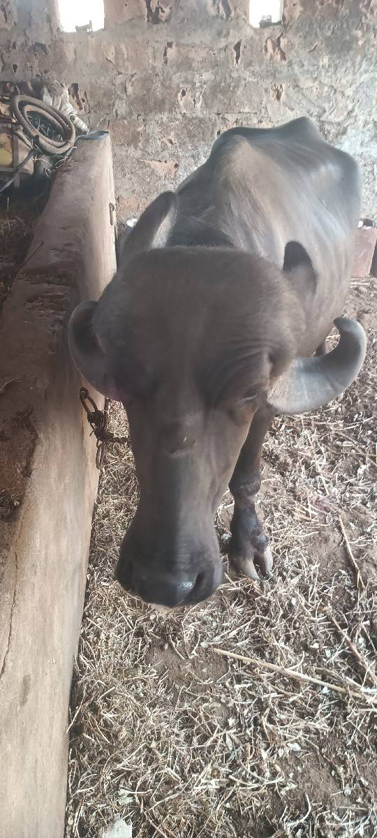 ખળેલુ વેંચવા નું છે