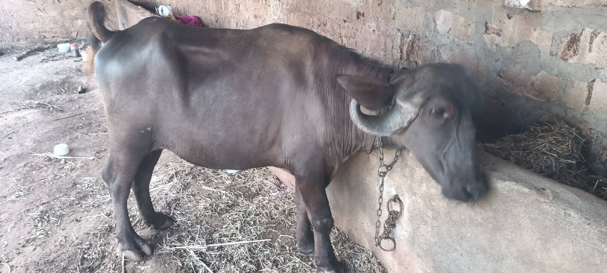 ખળેલુ વેંચવા નું છે