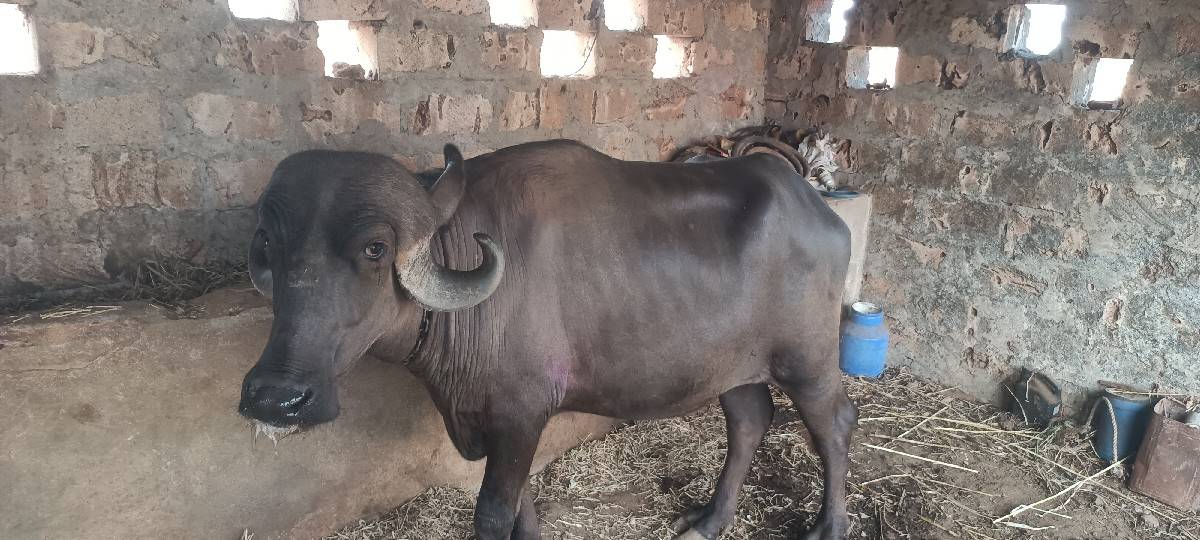 ખળેલુ વેંચવા નું છે