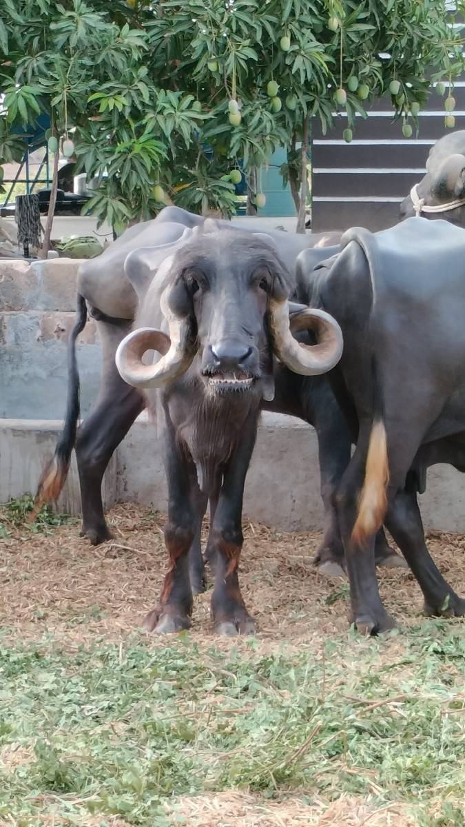 ખળેલી વેચવાની છે
