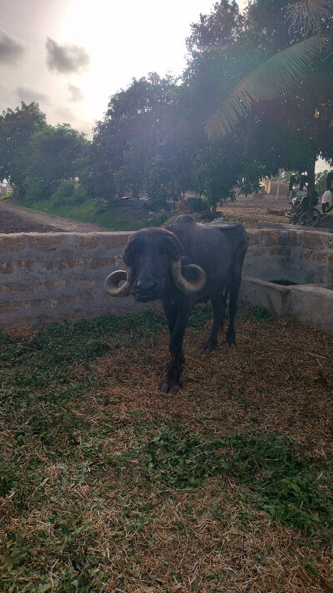ખળેલી વેચવાની છે
