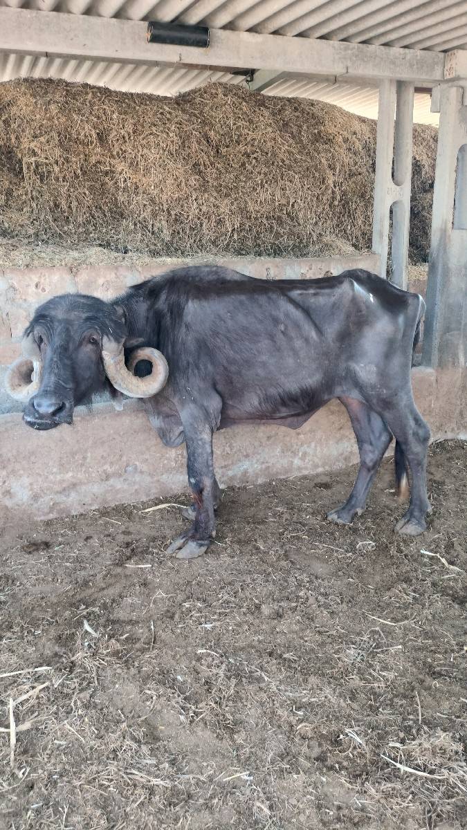 ખળેલી વેચવાની છે