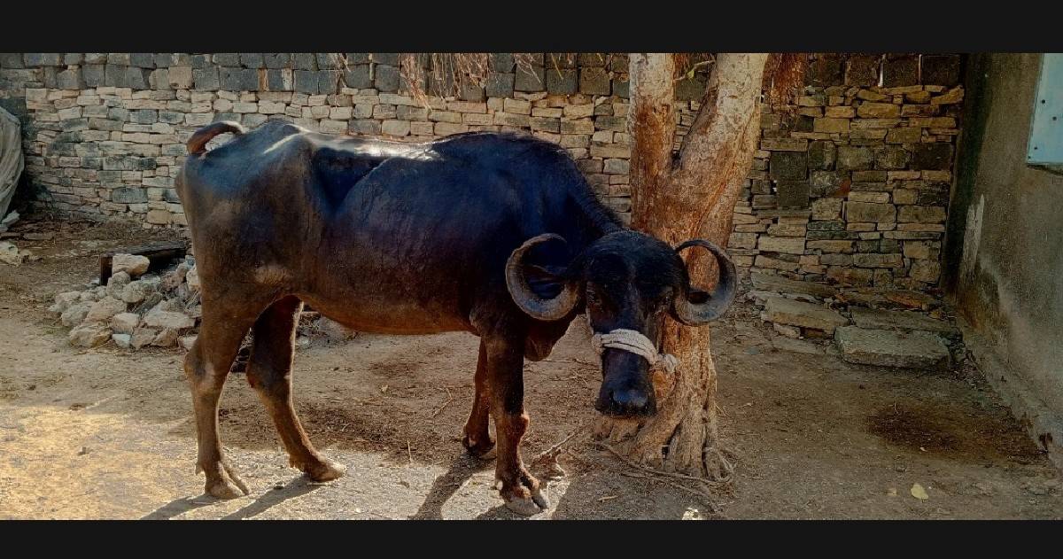 ખળેલી વેચવાની છે