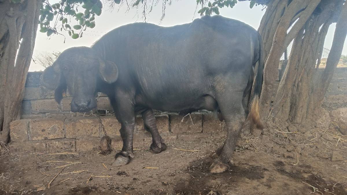 ભેંસ વેચવાની છે