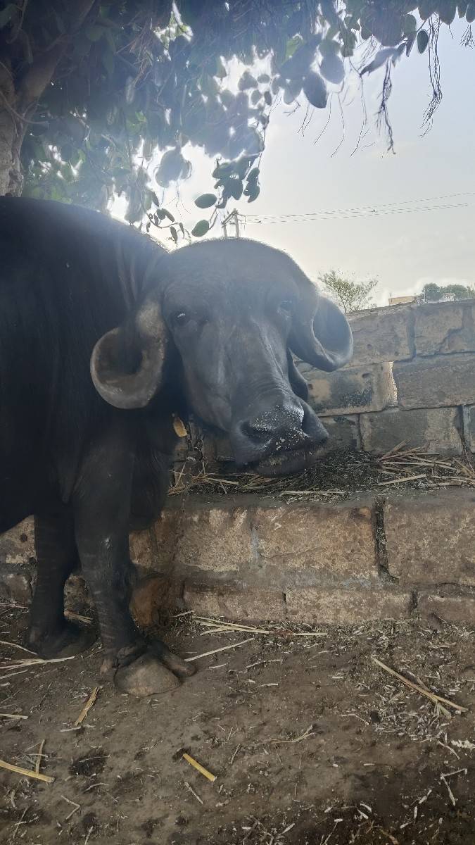 ભેંસ વેચવાની છે