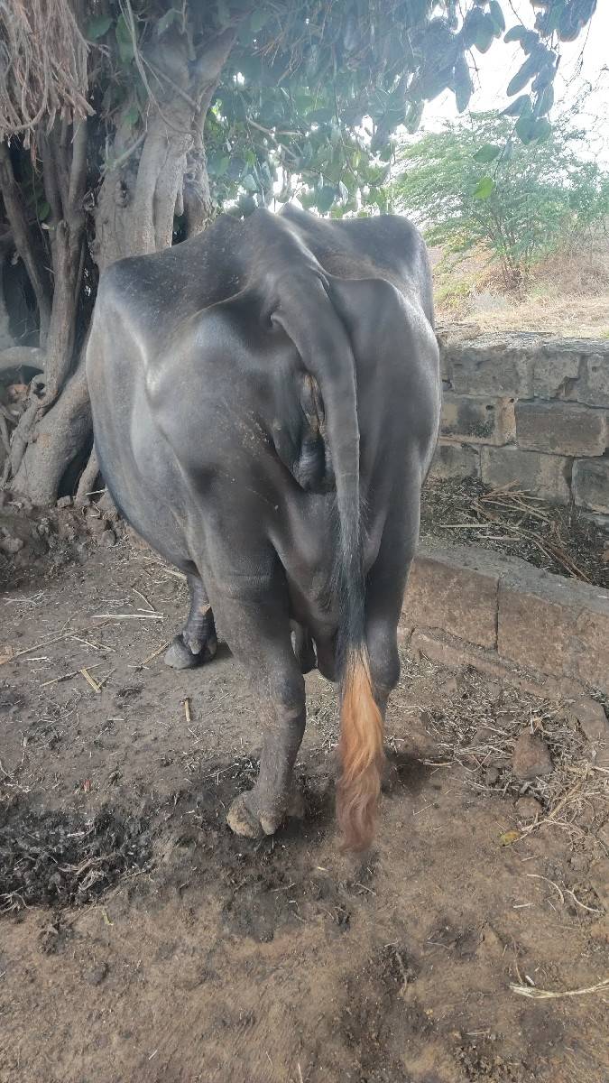 ભેંસ વેચવાની છે