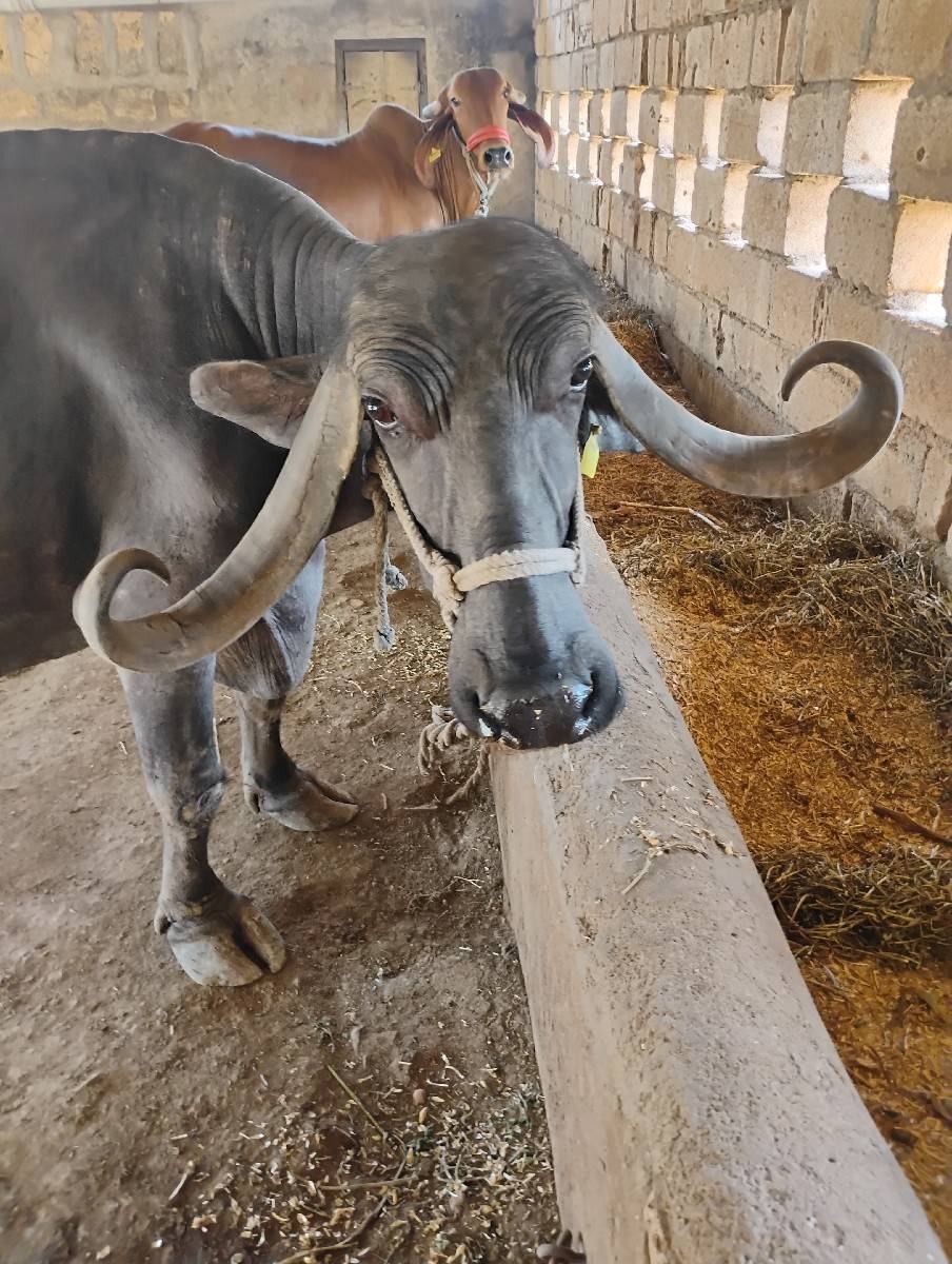 ભેંશ વેચવાની છે ‌.