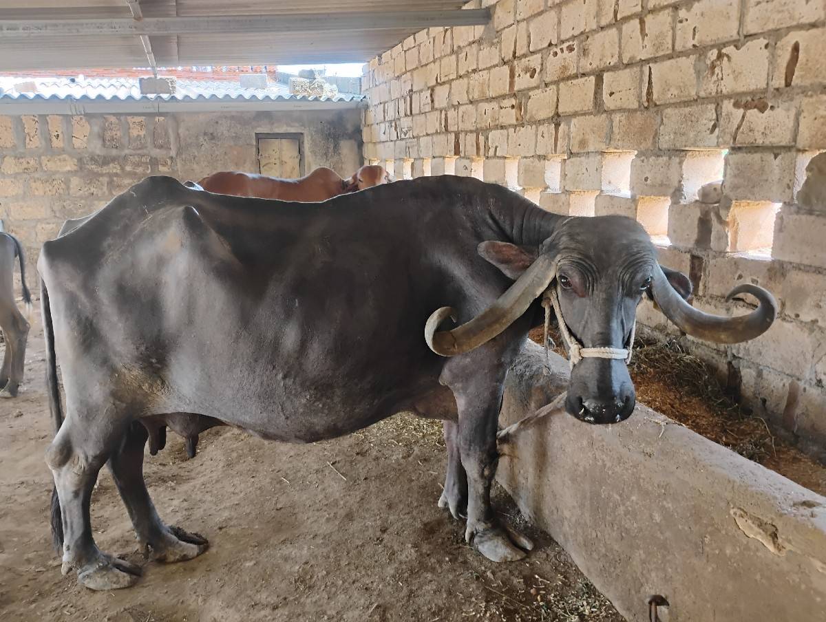 ભેંશ વેચવાની છે ‌.