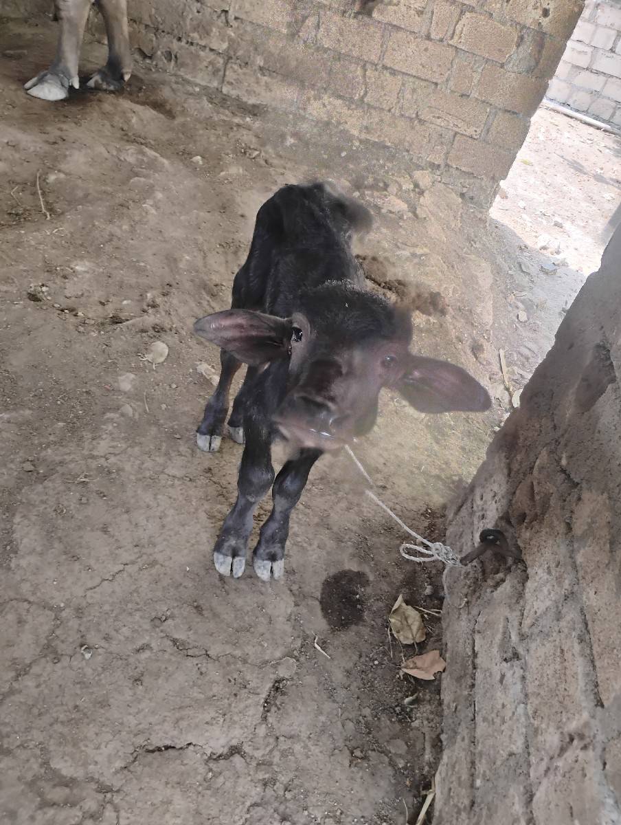 ભેંશ વેચવાની છે ‌.