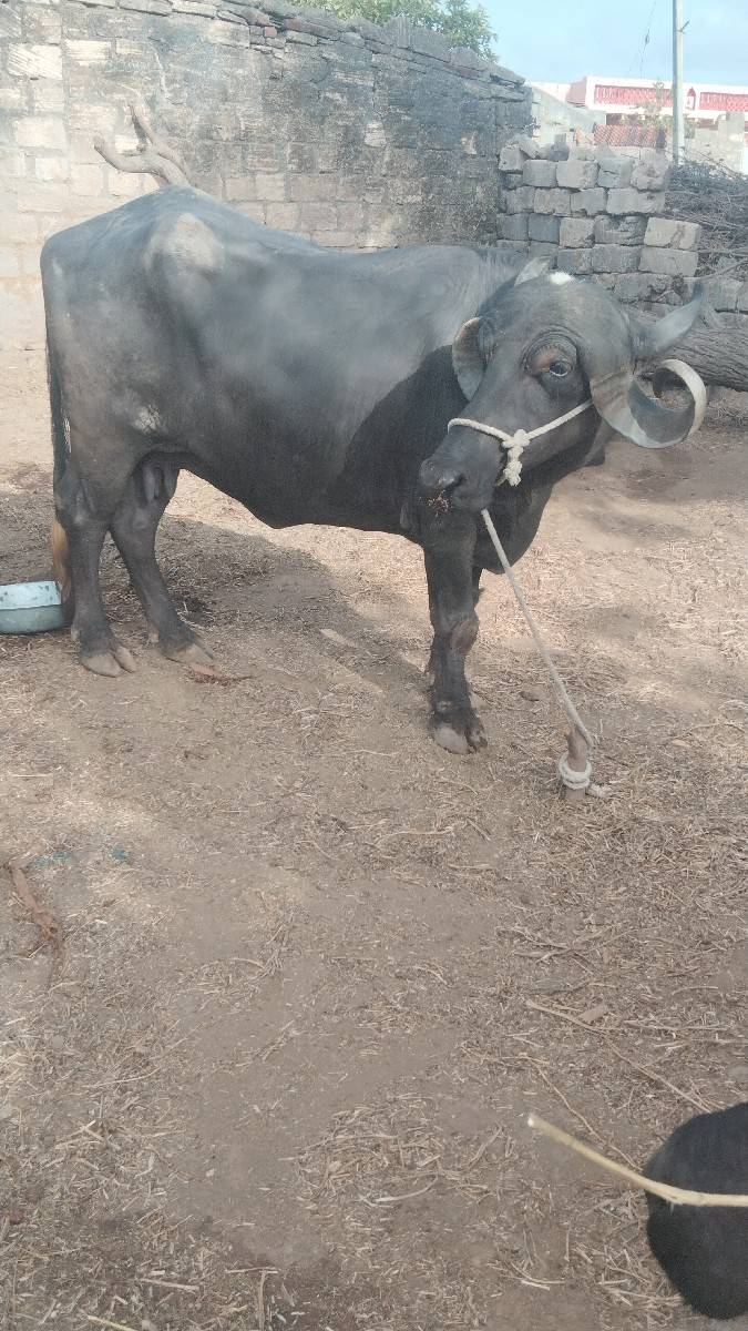 પારેટ ભેશ વેચવાની છે