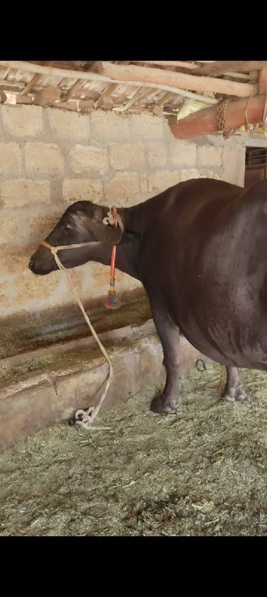 ત્રીજું વેતર છે