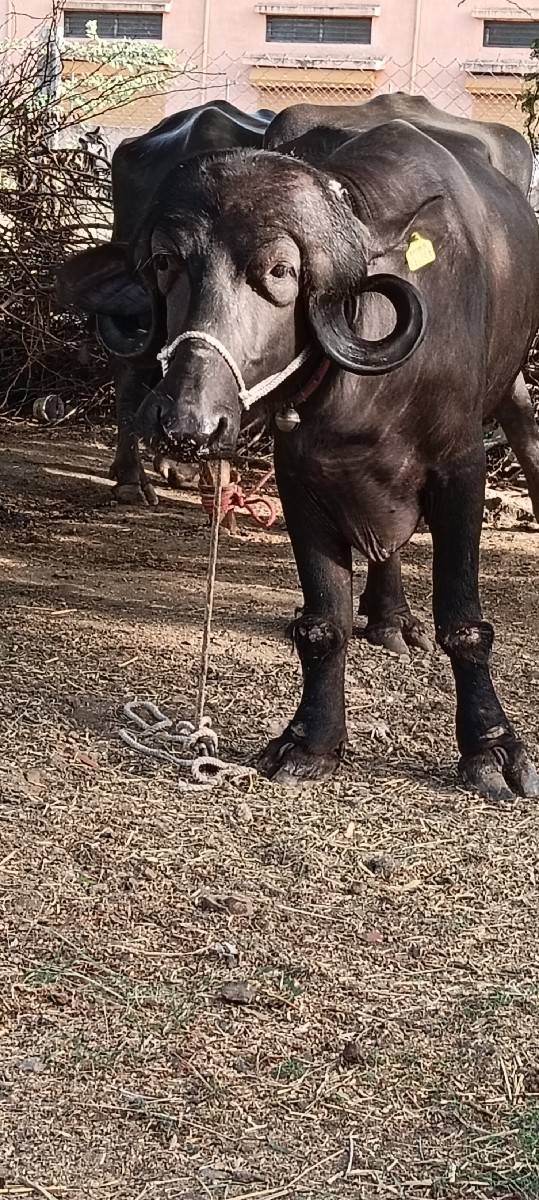 ખડાઈ વેચવાની છે