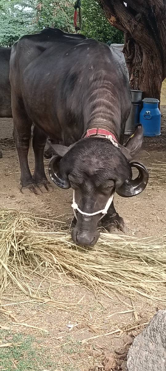 ખડાઈ વેચવાની છે