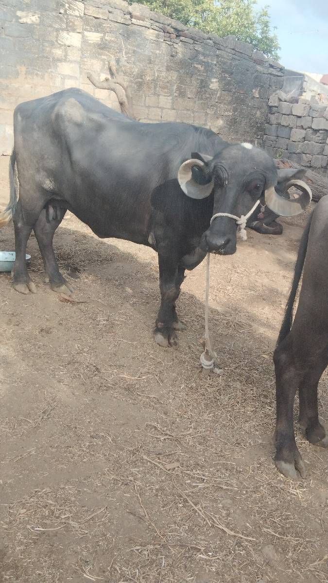 પારેટ ભેશ વેચવાની છે