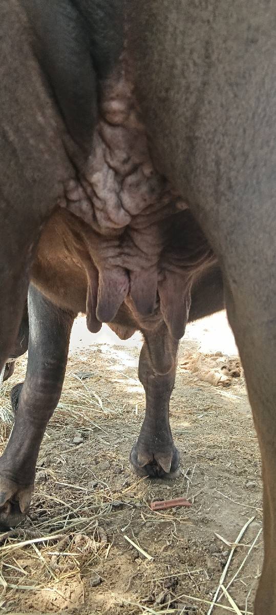 ખડાઈ વેચવાની છે