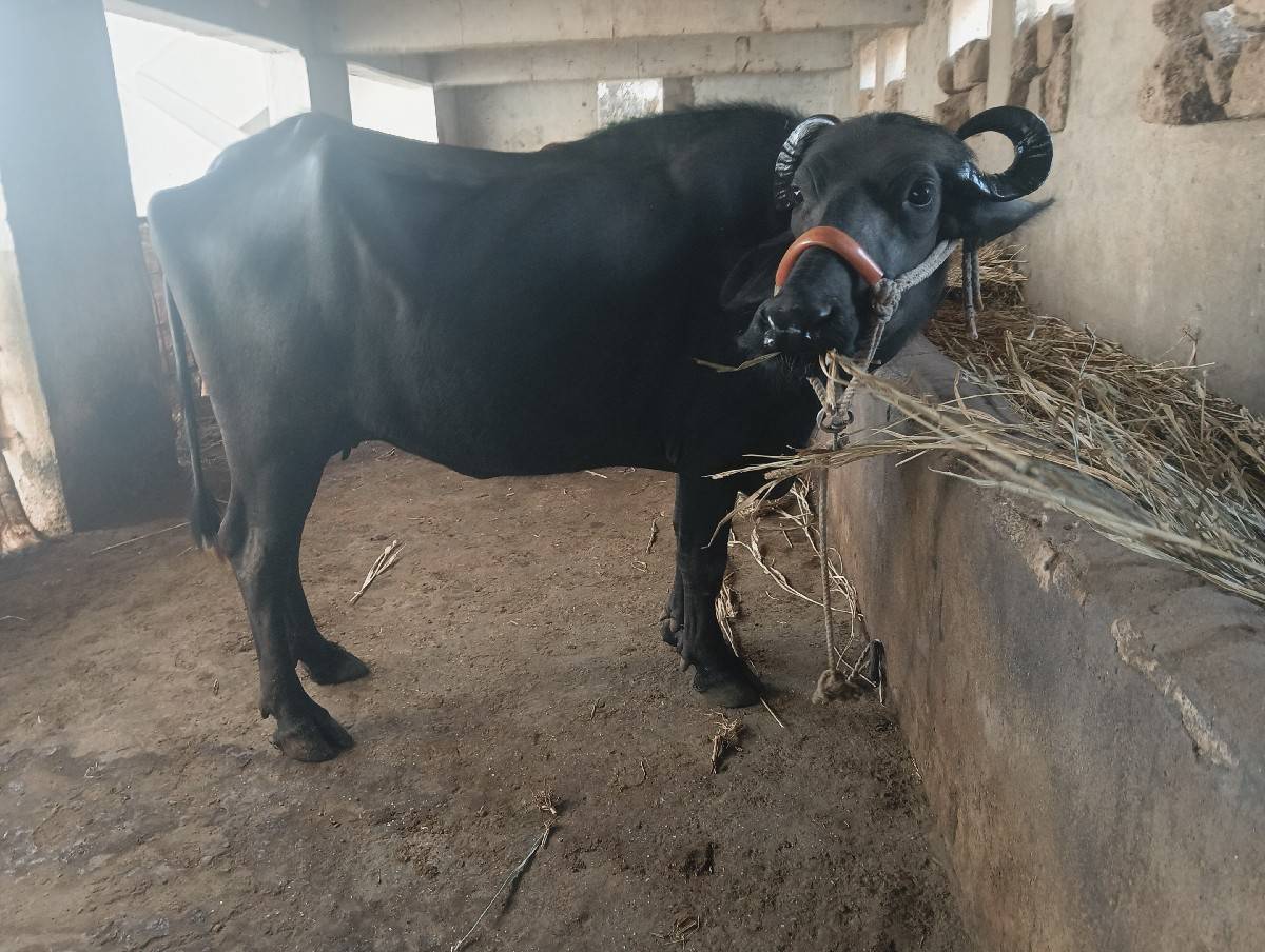 ભેશ વેચવાની