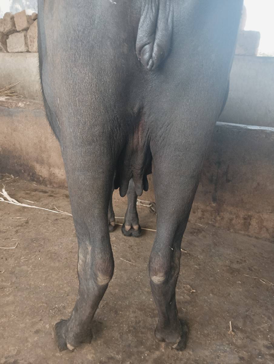 ભેશ વેચવાની